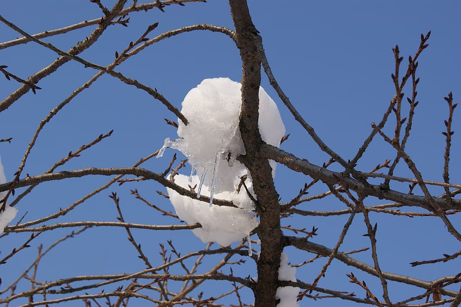 snow, ice, winter, cold, white, frozen, icicle, tree, branch HD wallpaper