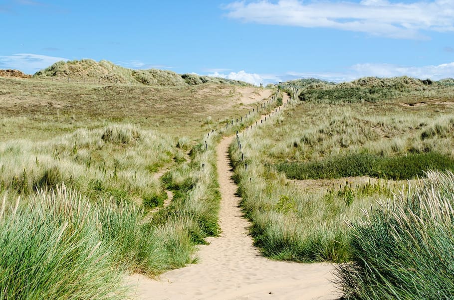 plant, grass, sand, beach, sky, blue, cloudy, seasons, summer HD wallpaper