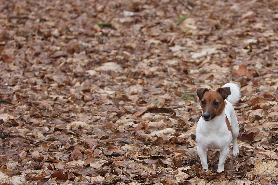 foliage, park, trees, dog, nature, animal, pets, cute, puppy HD wallpaper
