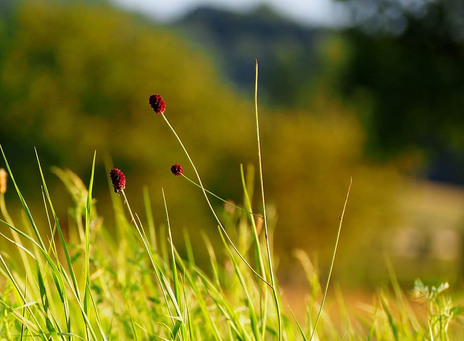 grasses, sunset, nature, green, plant, game grass, meadow, blade of grass HD wallpaper