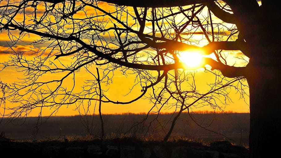 sunset, light, nature, orange, sky, tree, beauty in nature HD wallpaper