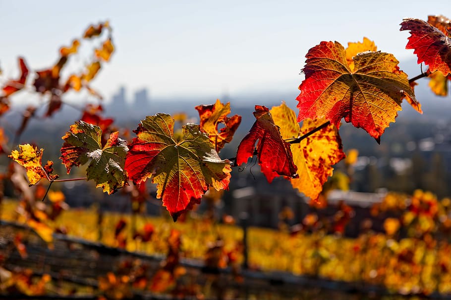 closeup photo of yellow leaves, closeup photo of maple leaves HD wallpaper