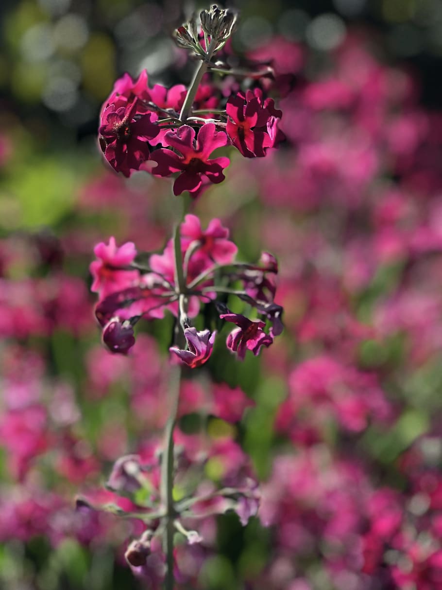 flower, close up, nature, plant, flowering plant, beauty in nature HD wallpaper
