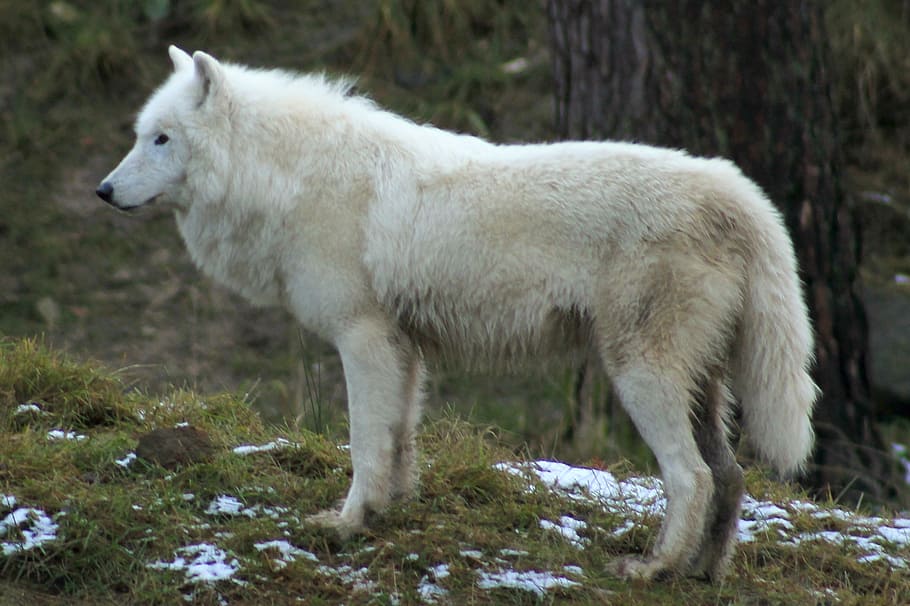 white fox, wolf, zoo, forest, canine, mammals, nature, carnivores HD wallpaper