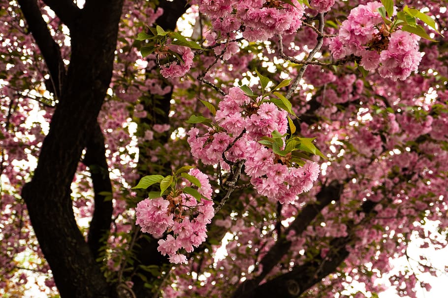 cherry, spring, pink, flower, blossom, plant, flowering plant HD wallpaper