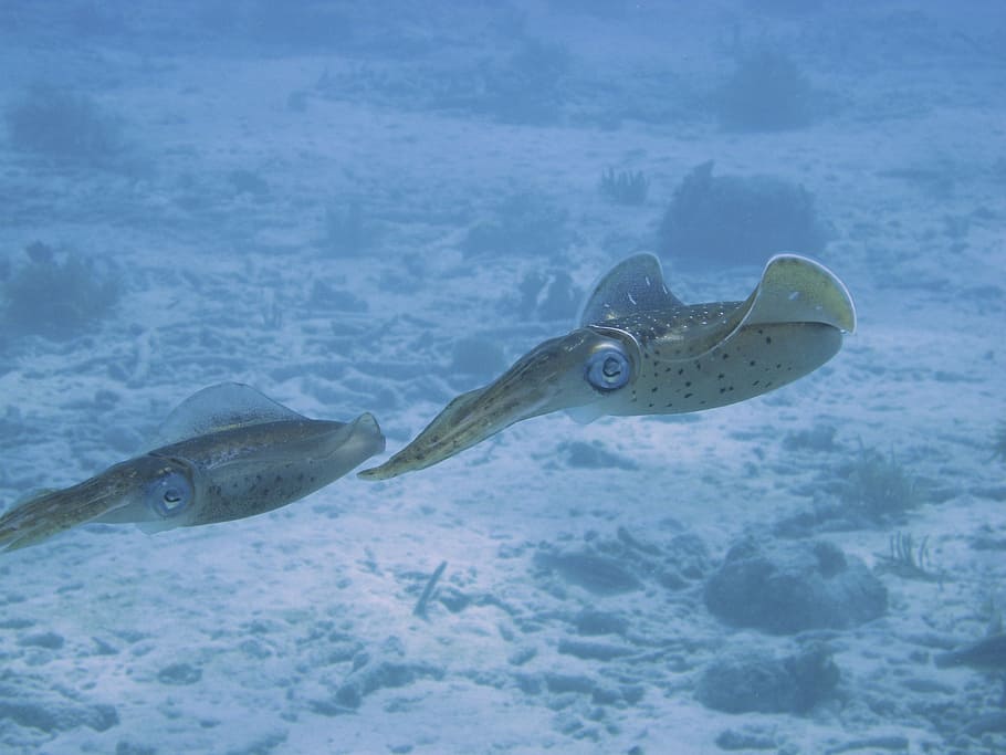 squids at underwater, marine, fish, aquatic, dive, diving, aquarium HD wallpaper