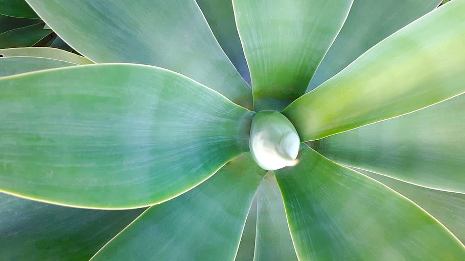 selective focus photo of green leaf plant, background, texture HD wallpaper