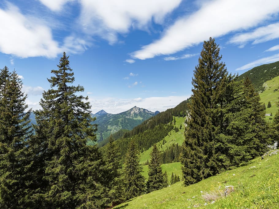 mountain, landscapes, alps, nature, tyrol, austria, pasture HD wallpaper