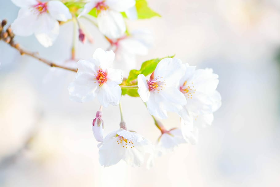 selective focus photography of white flowering tree, selective focus photography of white cherry blossoms HD wallpaper
