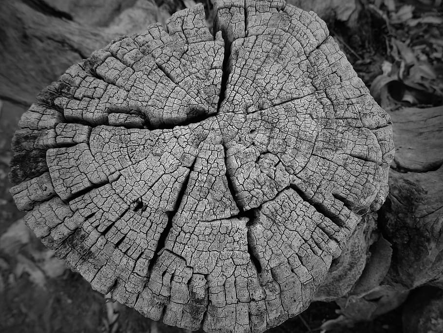 cut trunk, wood, tree, close-up, textured, bark, cracked, wood - material HD wallpaper