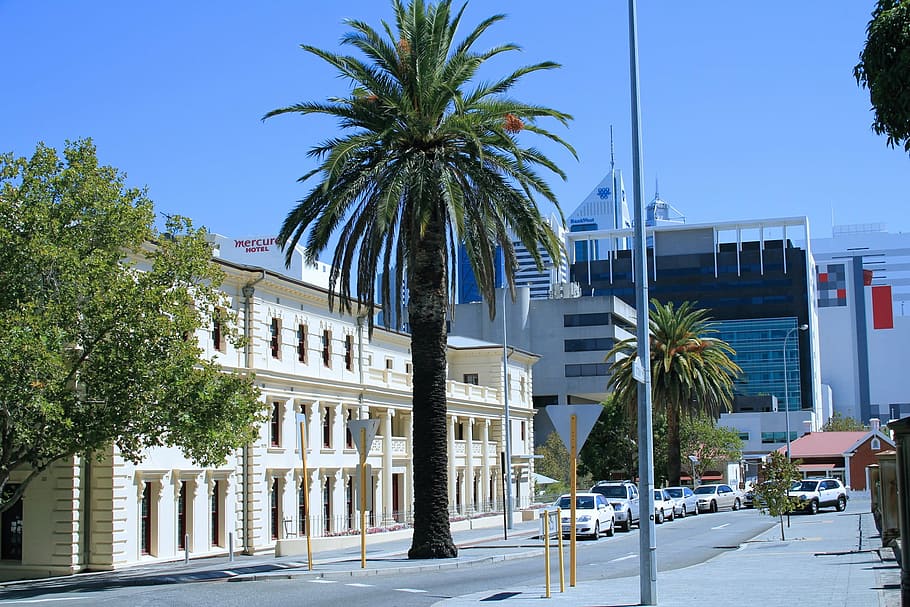 palms, street, perth, western australia, ecclesiastical quarters, HD wallpaper