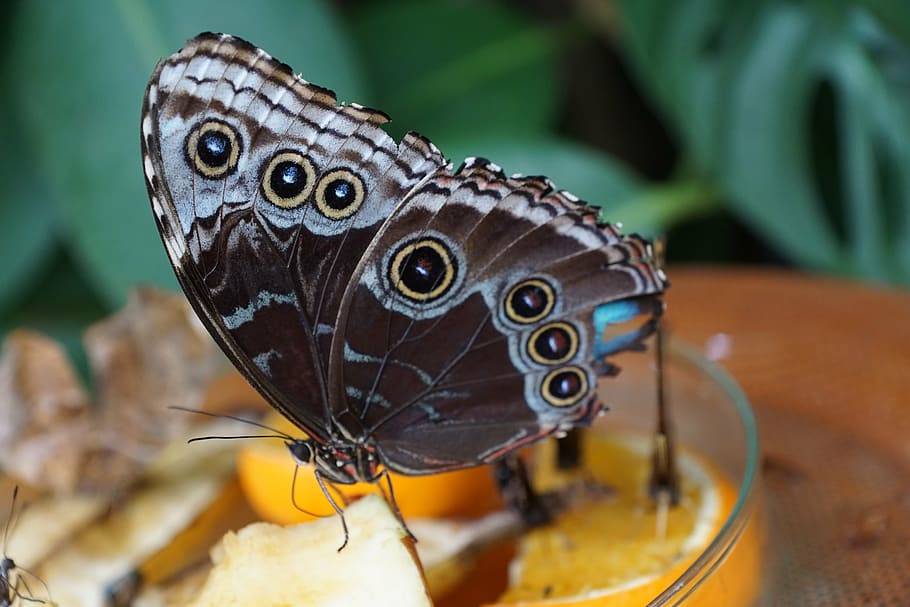 butterfly, insect, close, animal themes, one animal, animal wildlife HD wallpaper