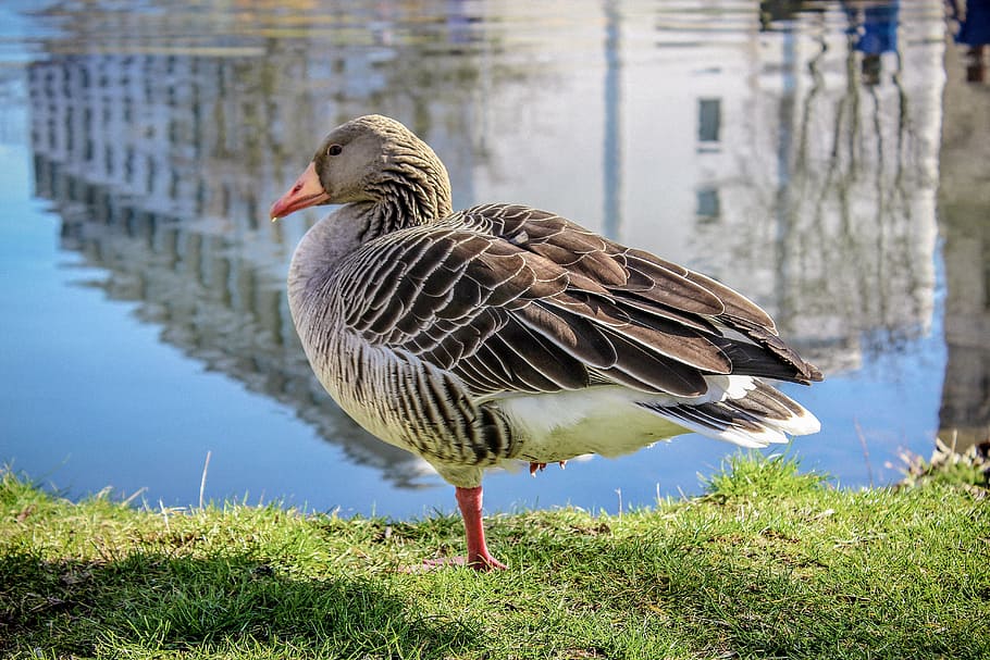 duck, river, pond, lake, meadow, water, bird, nature, animal HD wallpaper