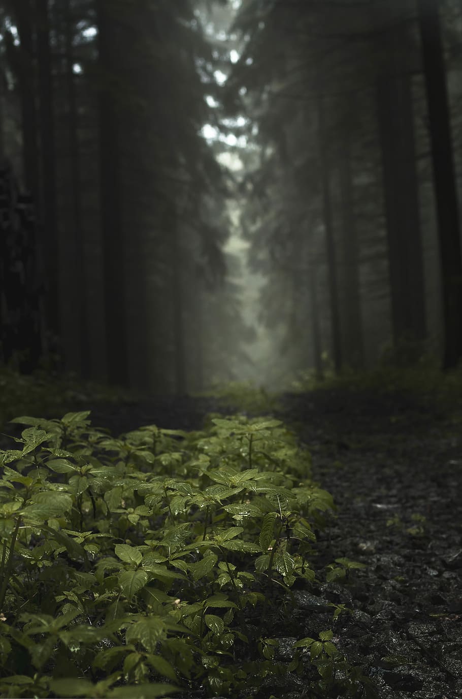 Forest, Fog, Plant, Trees, Nature, Mood, nebellandschaft, sunlight HD wallpaper
