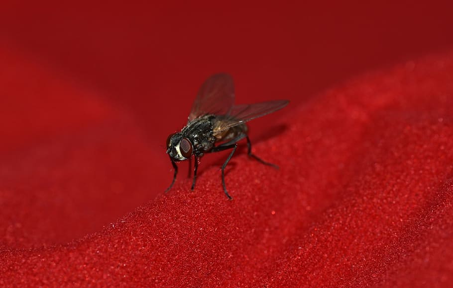 fly, small, black, wing, insect, close, animal, animal world HD wallpaper