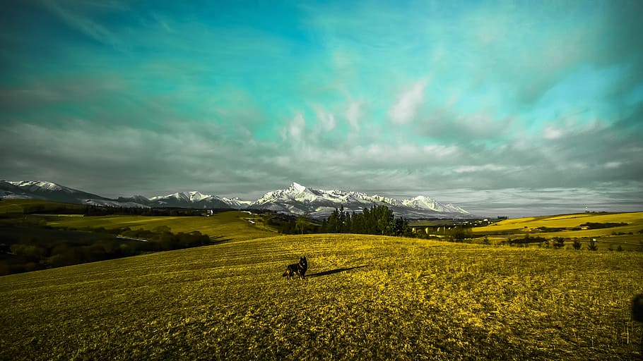 black dog on grass field, country, fields, mountains, liptov HD wallpaper