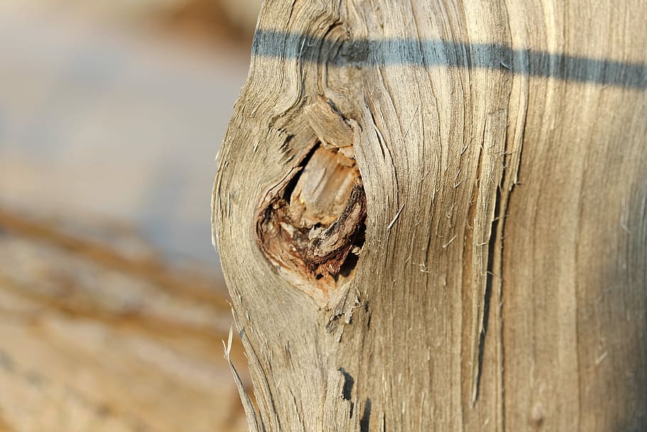 Graze, Tree, Knothole, Log, Wood, Nature, tribe, gnarled, structure HD wallpaper