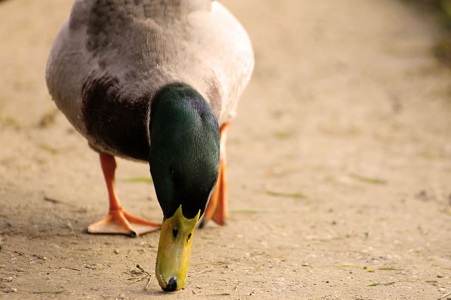 duck, bird, winged, eat, wild ducks, birds, nature, animal themes HD wallpaper