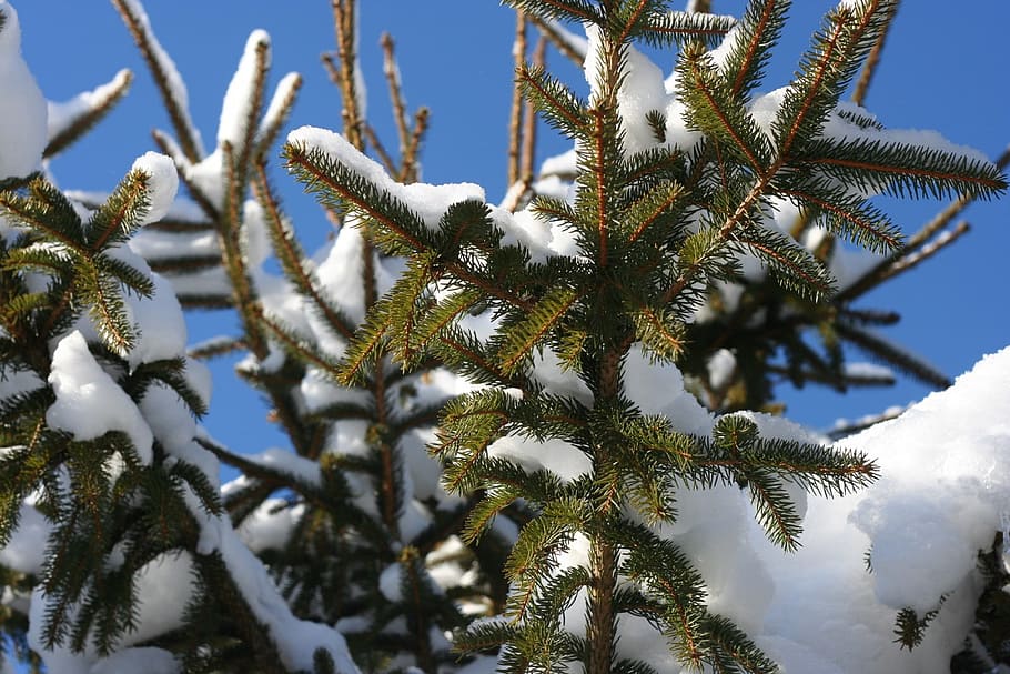snow, winter, pine tree, conifer, closeup, frost, cold, season HD wallpaper