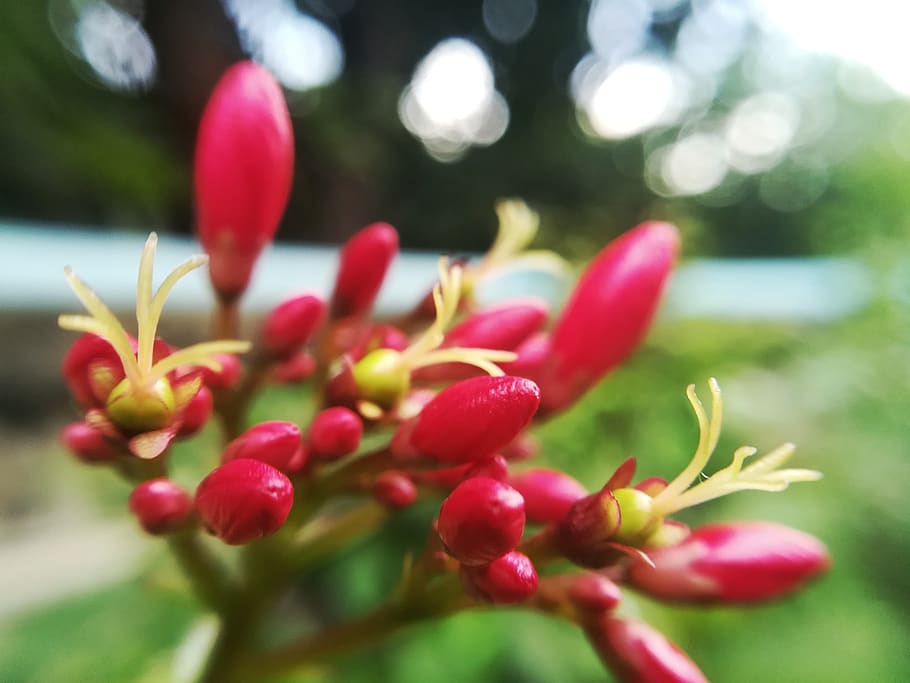 batavia, red, flowers, close-up, plant, growth, beauty in nature HD wallpaper