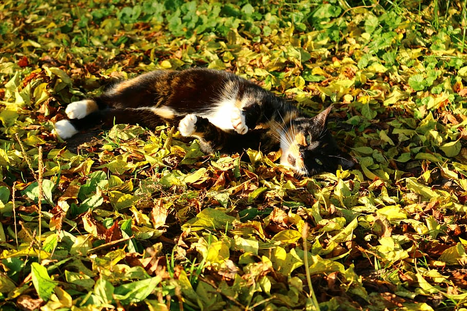 autumn, cat, lucky cat, fall foliage, sun, domestic cat, mieze, HD wallpaper