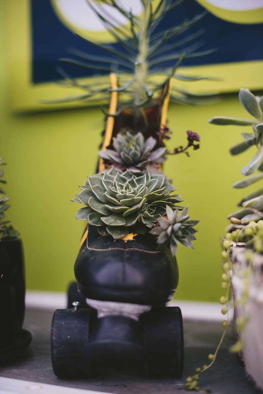 green succulent plant on roller skate, green succulents, leaf HD wallpaper