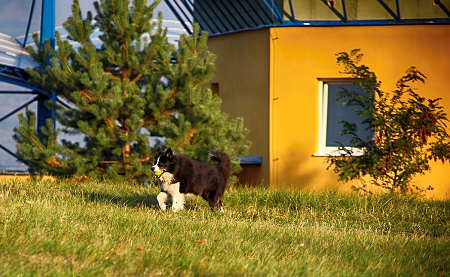 dog, grass, animal, plant, animal themes, domestic, pets, mammal HD wallpaper
