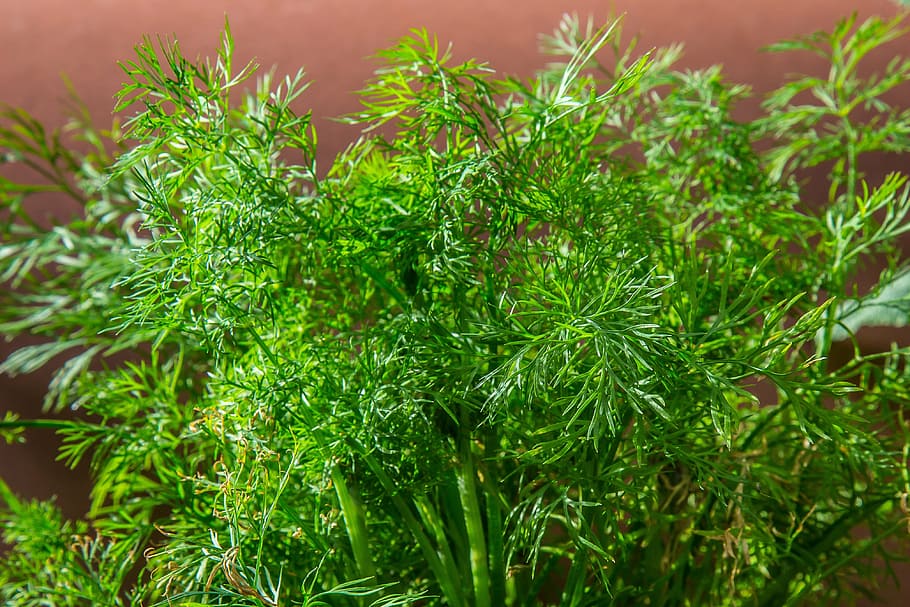 dill, herb, cucumber herb, aromatic, food, kitchen herb, garden HD wallpaper