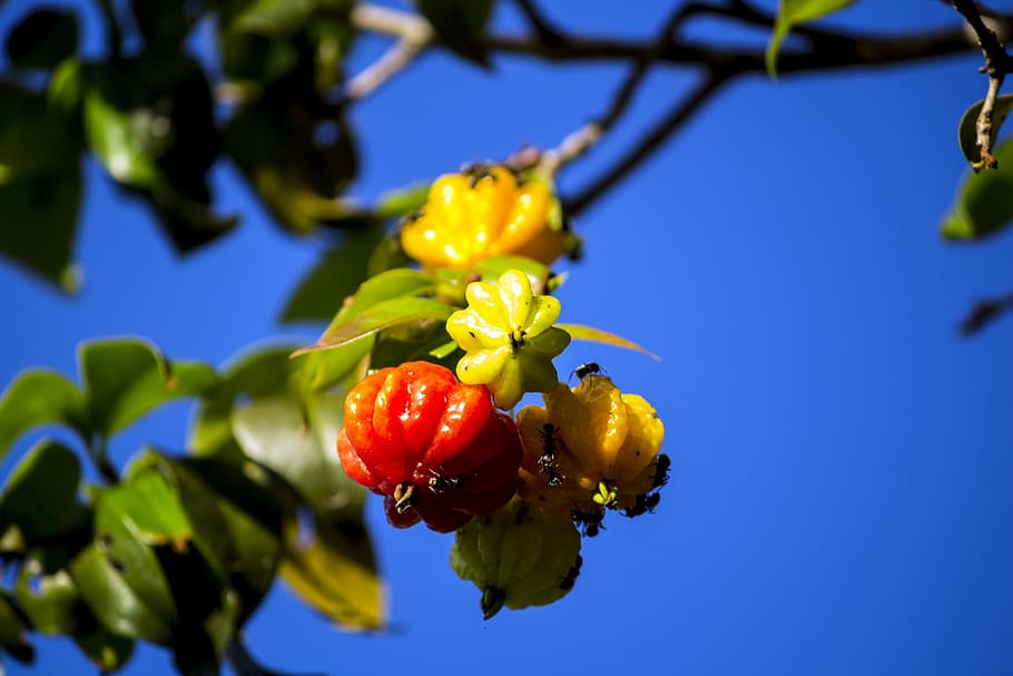 cherry, pitangueira, orchard, fruit, red, red fruit, nature, HD wallpaper