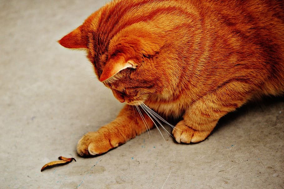 cat, red, cute, mackerel, tiger, sweet, cuddly, animal, domestic cat HD wallpaper