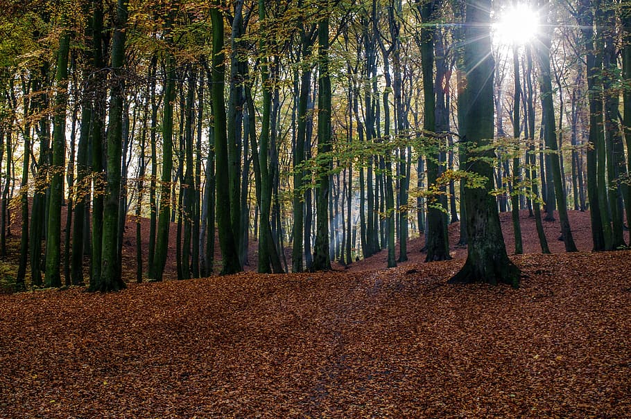 field of tall green leafed trees, green leafed trees and a sunrise HD wallpaper
