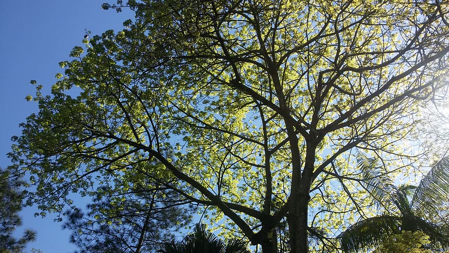 dawn, spring, flowers, tree, plant, low angle view, branch HD wallpaper