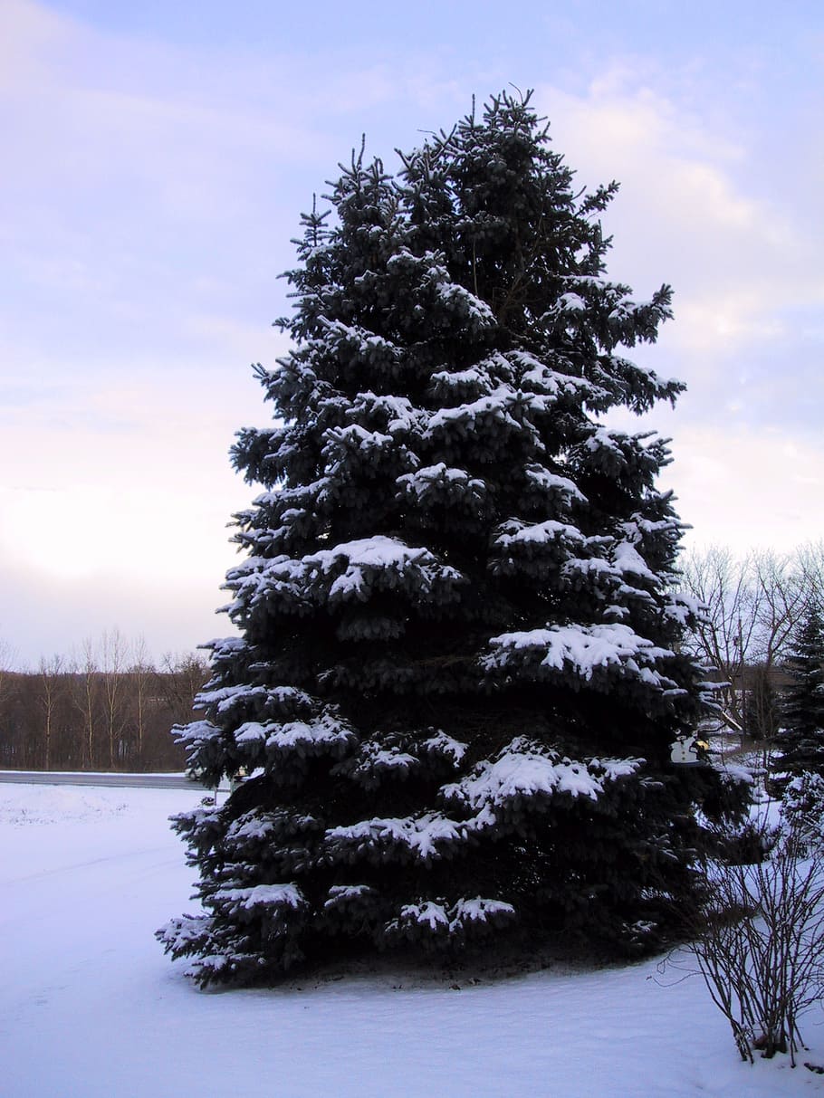 spruce, winter, snow, cold, cold temperature, tree, plant, sky HD wallpaper