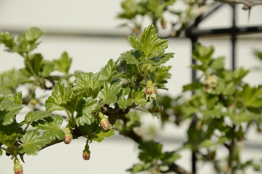 gooseberry, bloom, spring, garden, green, leaf, food, plant HD wallpaper