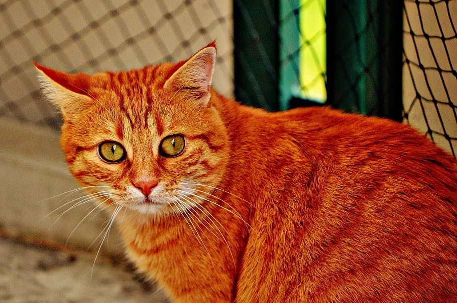 cat, red, cute, mackerel, tiger, sweet, cuddly, animal, domestic cat HD wallpaper