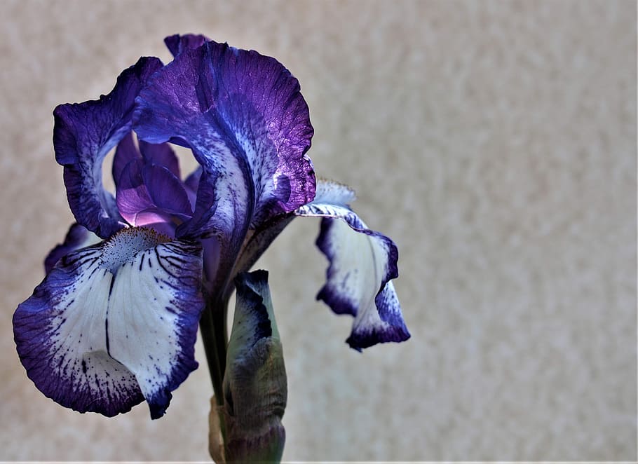 flower, nature, iris, flora, purple, flowering plant, close-up HD wallpaper