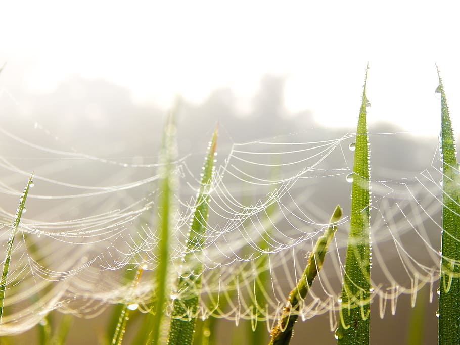 Spider Web, Spider, Web, Nature, green, net, insect, dew, growth HD wallpaper
