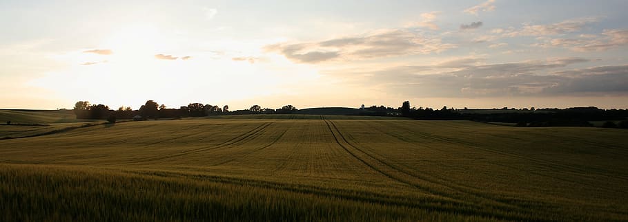green grass field during golden hour, landscape, summer, natural HD wallpaper