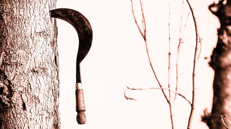 tool, farmer, focused, high res, cutting, tree, deforestation HD wallpaper