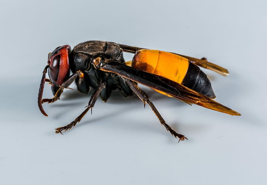 Hornet, Wasp, Insect, Close, one animal, animal wildlife, animal themes HD wallpaper