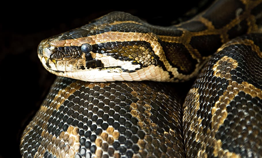 photo of black and brown snake, constrictor, close, danger HD wallpaper