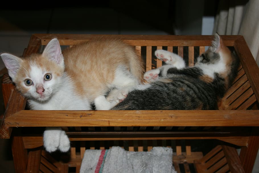 pets, kittens, sleep, basket, domestic cat, mammal, animal HD wallpaper