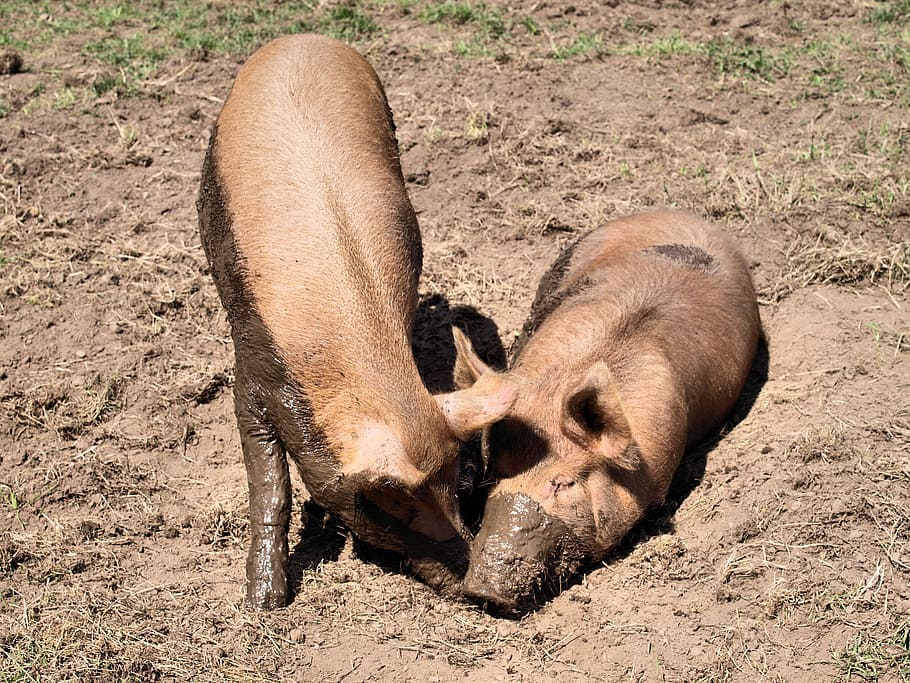 pigs, animals, mud, play, mammal, animal themes, animal wildlife HD wallpaper