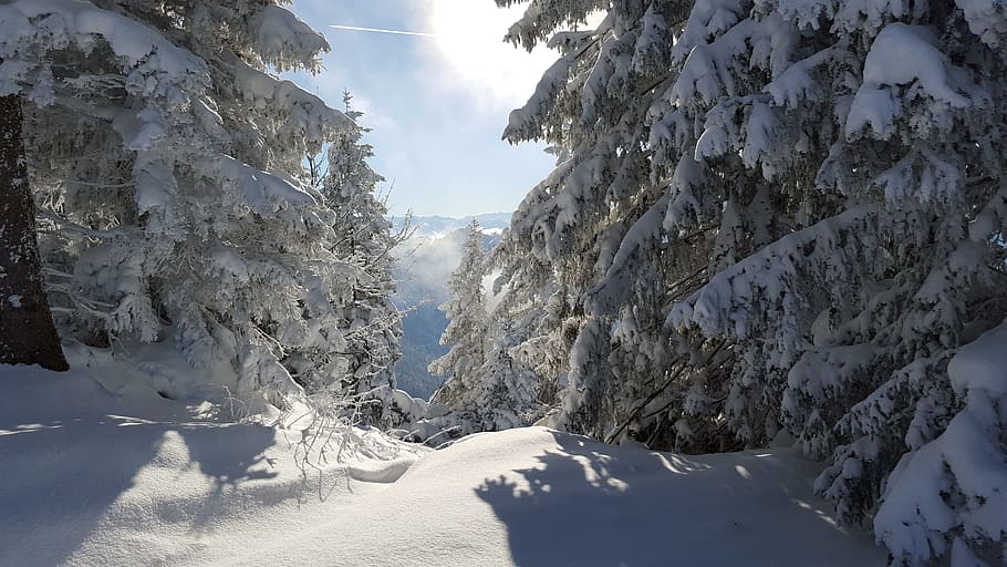 trees covered with snow, ski, winter, mountains, alpine, skiing HD wallpaper