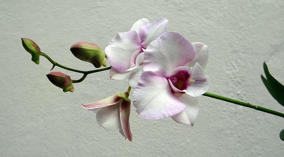 close-up photography of pink and white orchids, flower, pink rock orchid, HD wallpaper