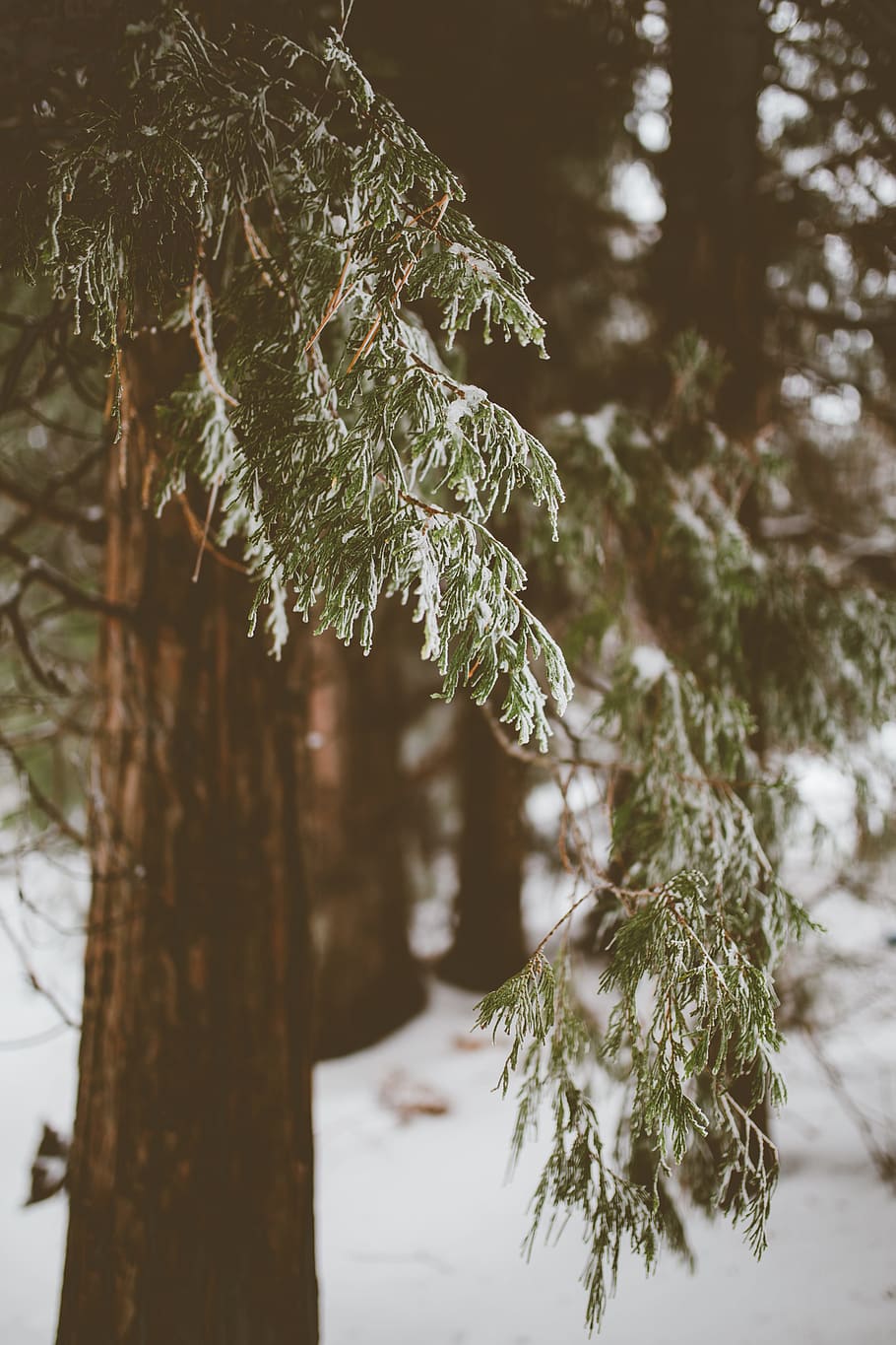 shallow focus photography of green trees during winter, focus photography of green tree HD wallpaper