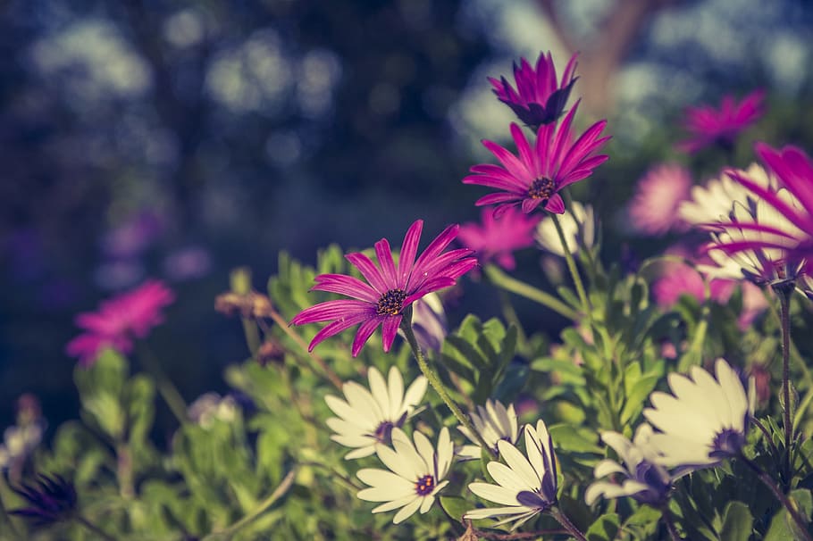 Flower, Close, Blossom, Bloom, Macro, spring, summer, colorful HD wallpaper