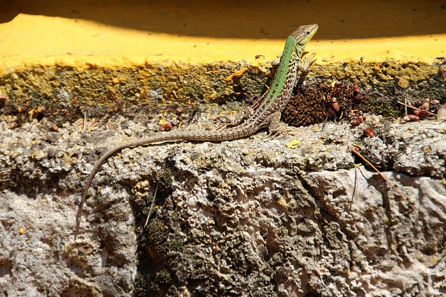 Lizard, Stone, Reptile, Rock, green, animals in the wild, animal wildlife HD wallpaper