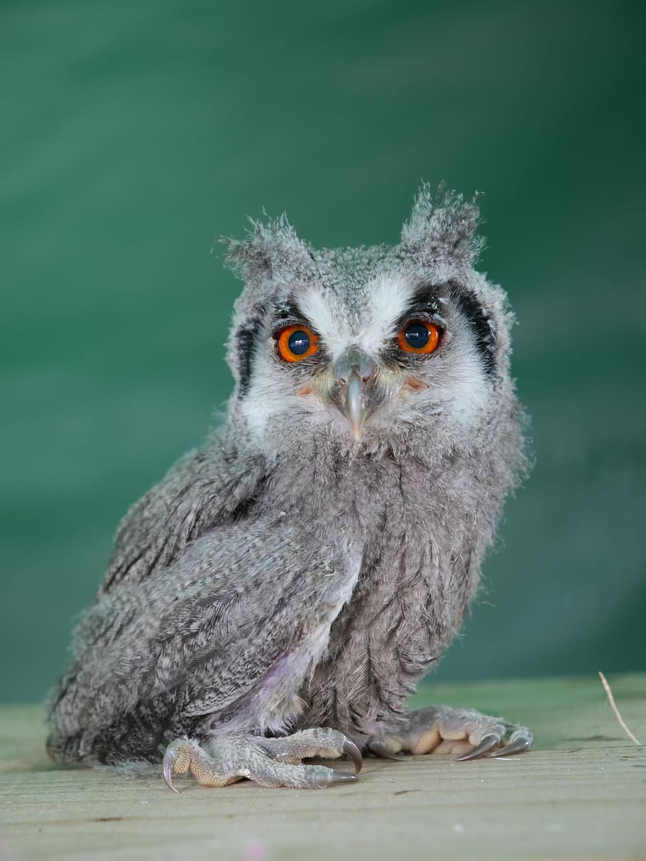 gray owl, white faced scopps owl, wildlife, animal, bird, portrait, HD wallpaper