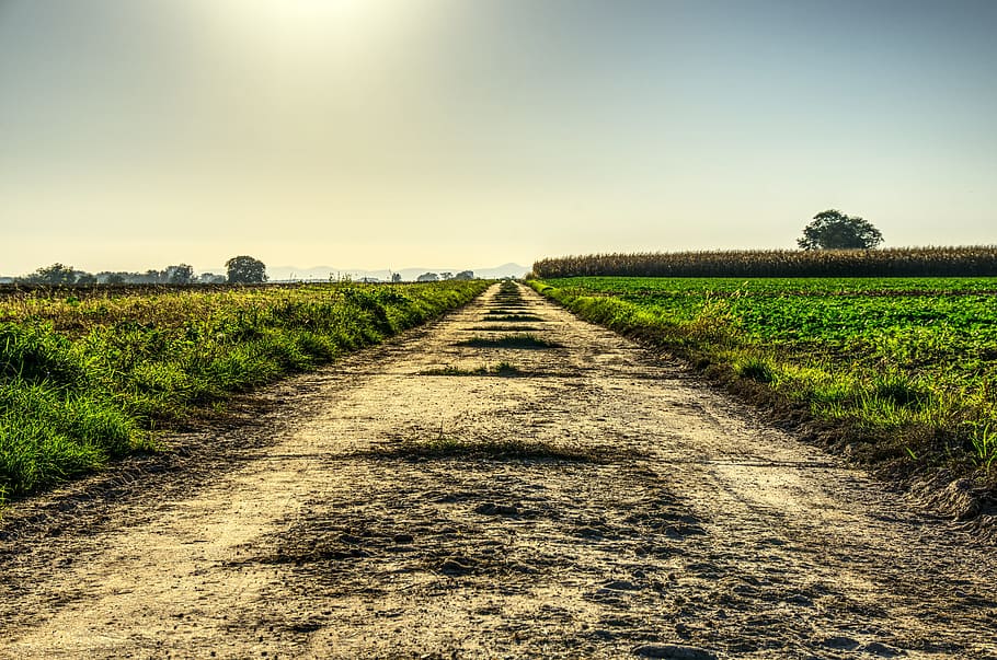sun, evening sun, back light, lane, landscape photo, fields HD wallpaper